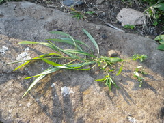 Euphorbia kraussiana