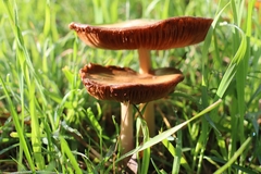 Volvopluteus gloiocephalus
