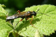 Tenthredo atra