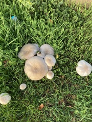 Volvopluteus gloiocephalus