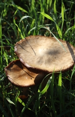 Volvopluteus gloiocephalus