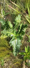 Lichtensteinia lacera
