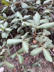 Quercus rugosa