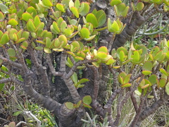 Crassula ovata