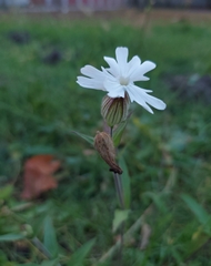 Silene latifolia