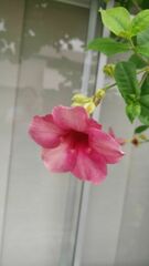 Allamanda