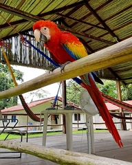 Ara macao cyanopterus