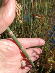Equisetum hyemale