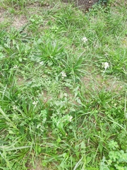 Diplotaxis erucoides