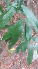 Acridocarpus natalitius natalitius