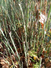 Equisetum hyemale