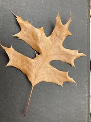 Quercus palustris