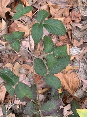 Rubus pensilvanicus