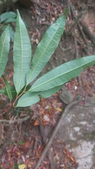 Acridocarpus natalitius natalitius