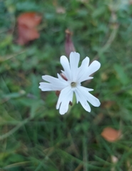 Silene latifolia