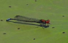Pseudagrion massaicum