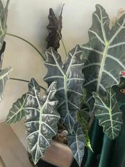 Alocasia amazonica