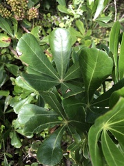 Cussonia thyrsiflora