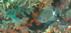Pycnochromis delta