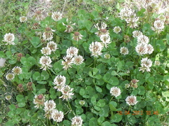 Trifolium repens