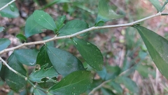 Suregada africana