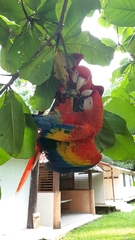 Ara macao cyanopterus