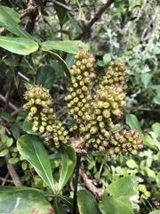 Cussonia thyrsiflora