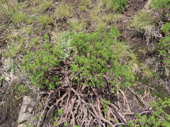 Crassula sarcocaulis