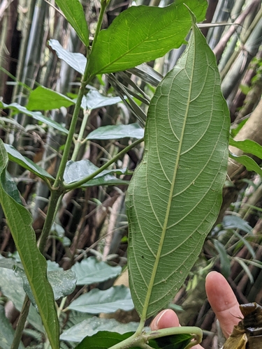 Lasianthus verticillatus iNat (2)