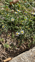 Symphyotrichum divaricatum