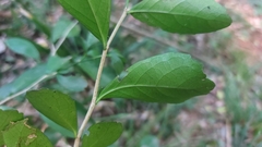 Suregada africana