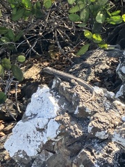 Microlophus albemarlensis