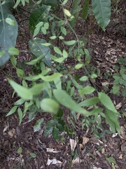 Jasminum nervosum