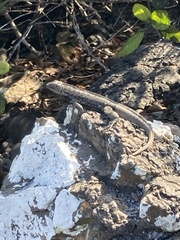 Microlophus albemarlensis