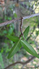 Strophanthus gerrardii