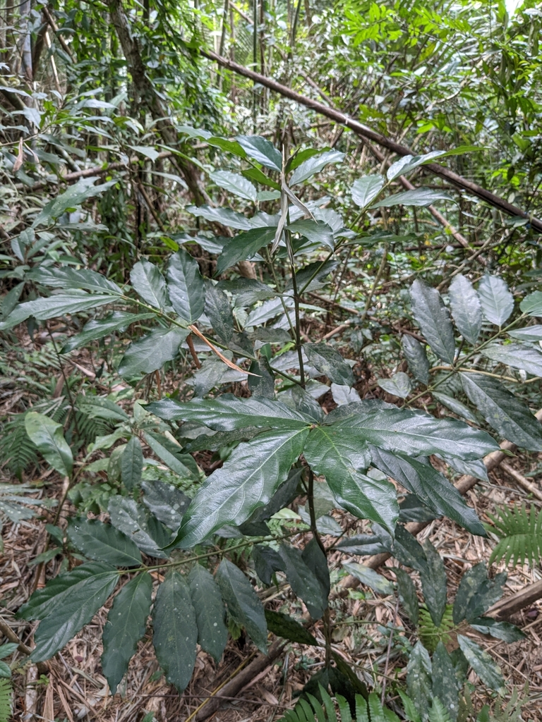 Lasianthus verticillatus