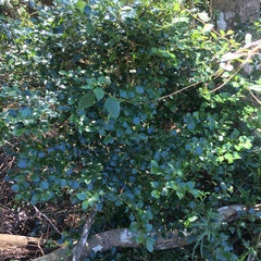 Lindera akoensis