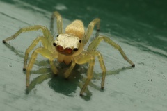 Epocilla