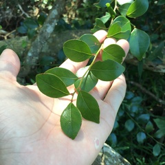 Lindera akoensis
