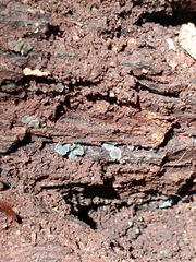 Chlorosplenium chlora