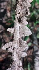 Strophanthus gerrardii