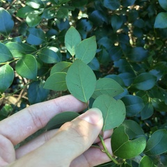 Lindera akoensis