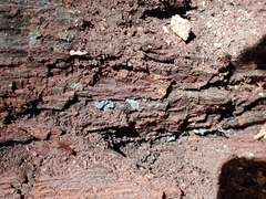 Chlorosplenium chlora