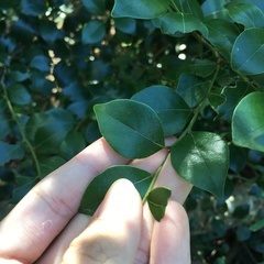 Lindera akoensis