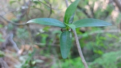 Strophanthus gerrardii