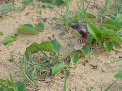 Arisarum simorrhinum