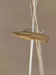 Agriphila tristella