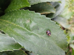 Cheilomenes sexmaculata