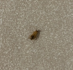 Shelfordella lateralis