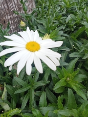 Leucanthemum maximum